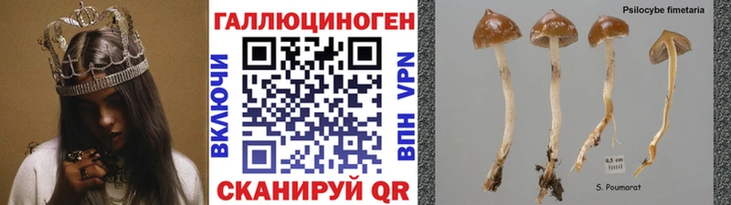 Галлюциногенные грибы Cubensis  Купить  Щёлкино 